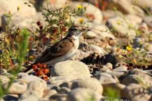 Terrera común, Calandrella brachydactyla.